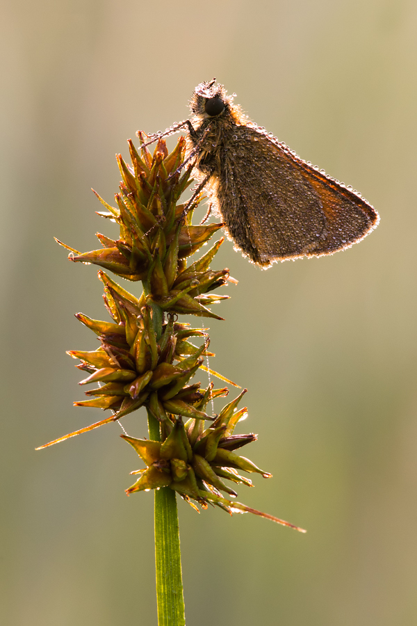 Small Skipper 9